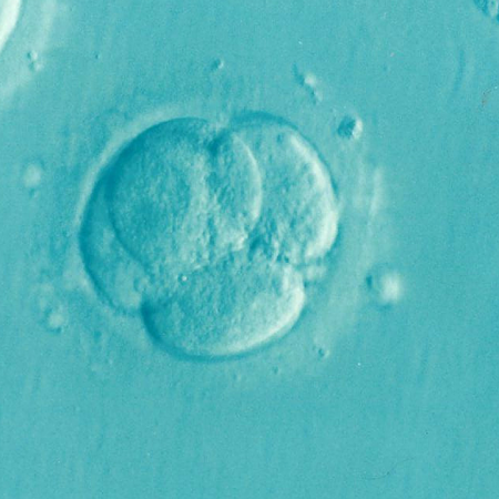 embryoglue embryoglue